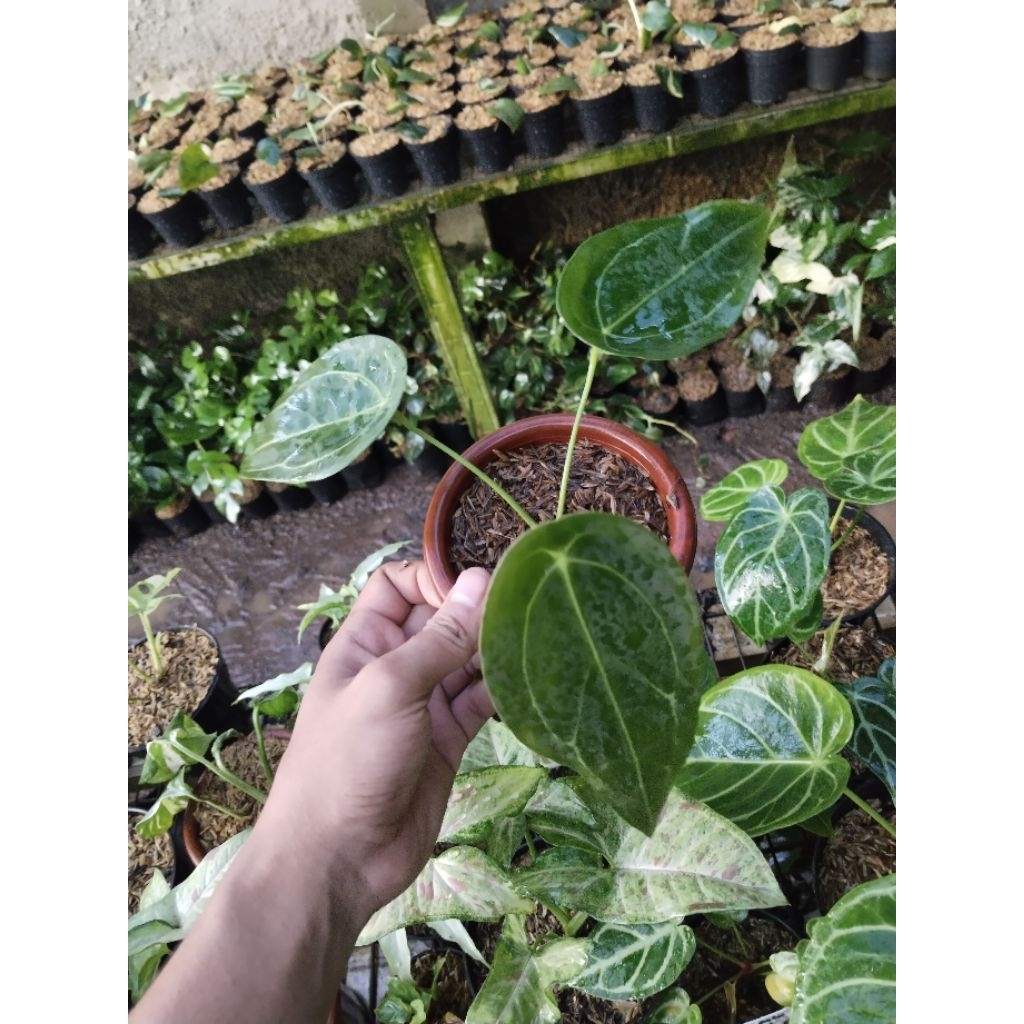 Tanaman Hias kg forgetti