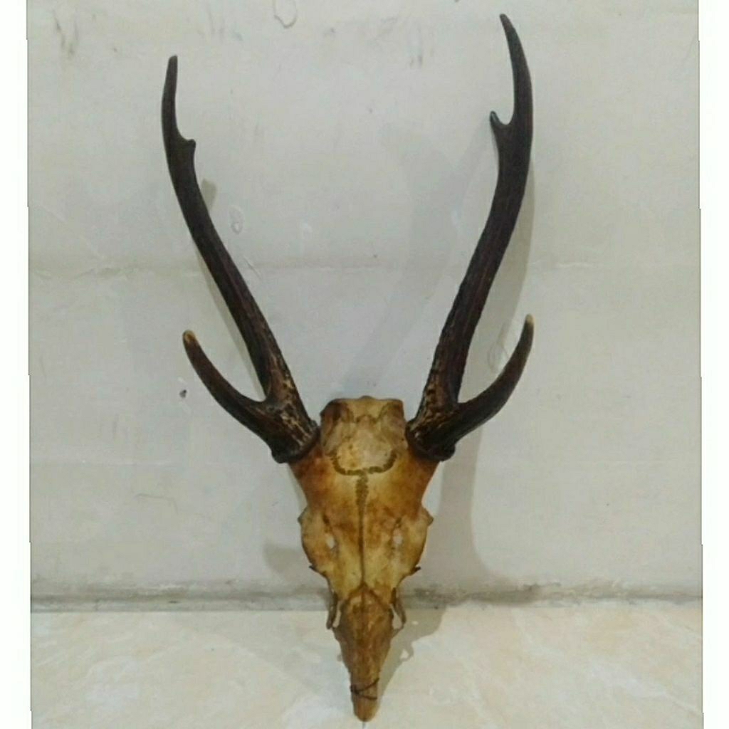 Tanduk rusa asli Kalimantan dan kepala bagian depan  koleksi pajangan dinding