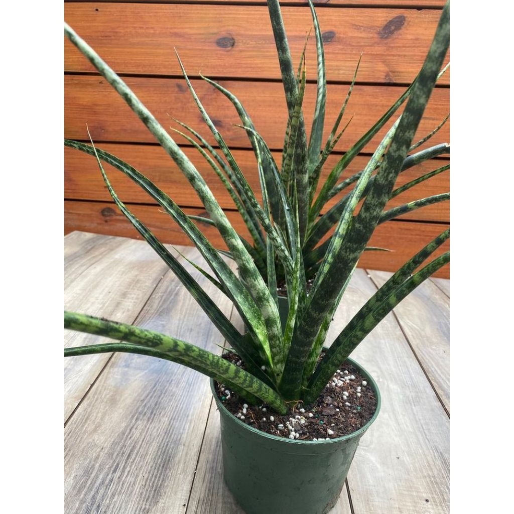 sanseviiera fernwood