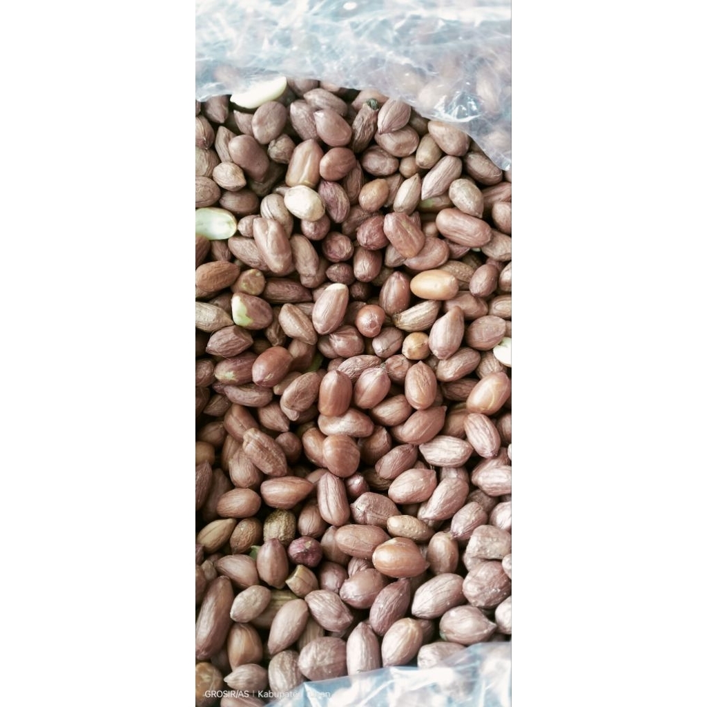 

KACANG TANAH TANGGUNG