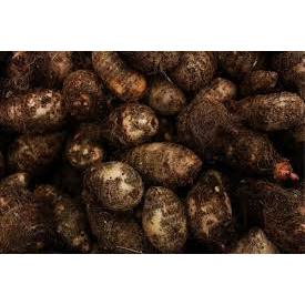 

PROMO UMBI TALAS KIMPUL / TALAS BELITUNG PULEN + UMBI TALAS BENENG