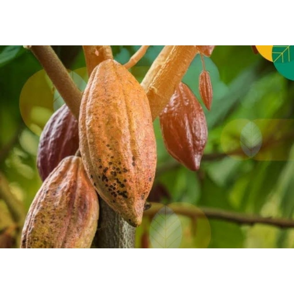

Buah kakao / buah coklat per kilo