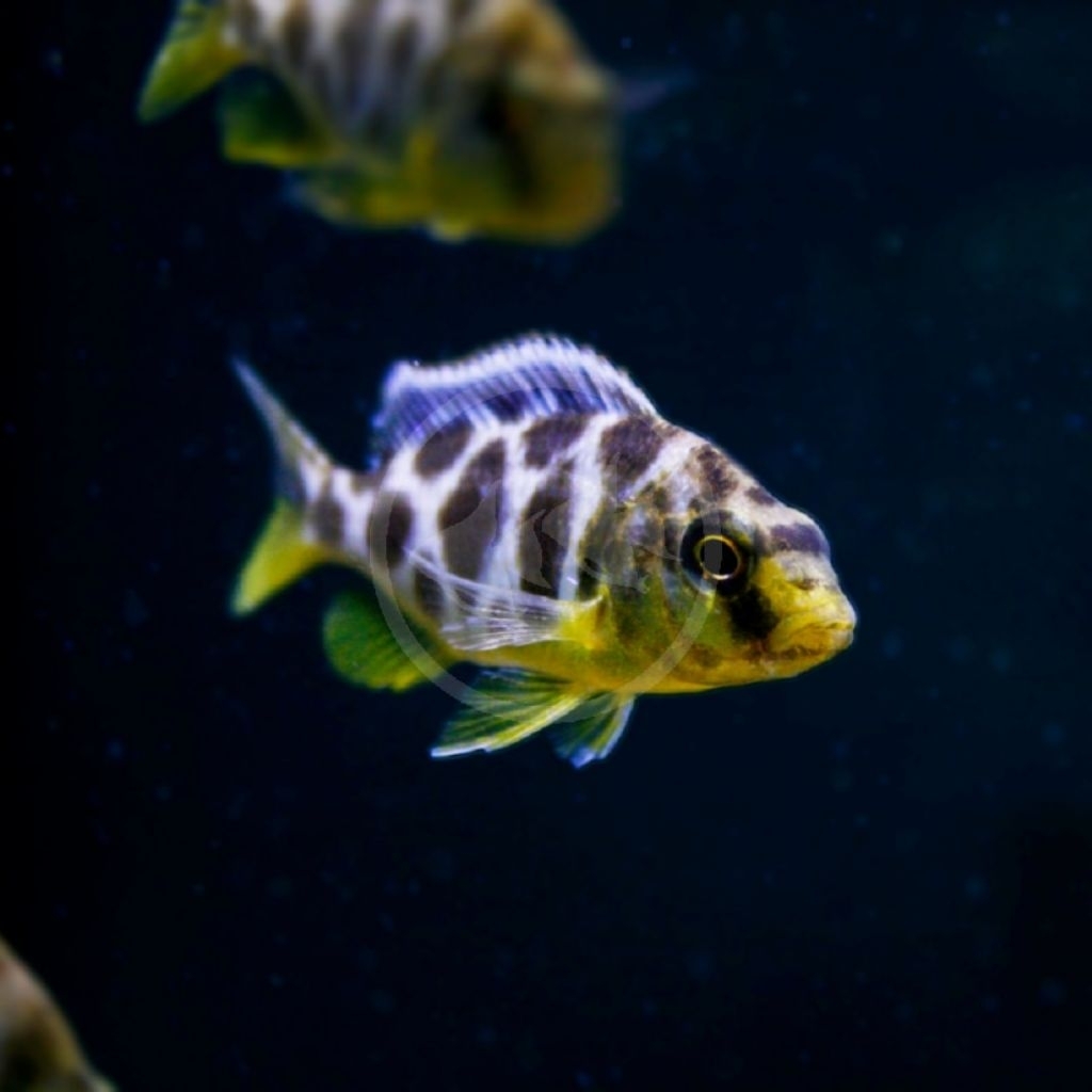 Ikan venustus,ikan nichrombus venustus,ikan cichlid afrika,cocok untuk ikan di tank cichlid dan tank