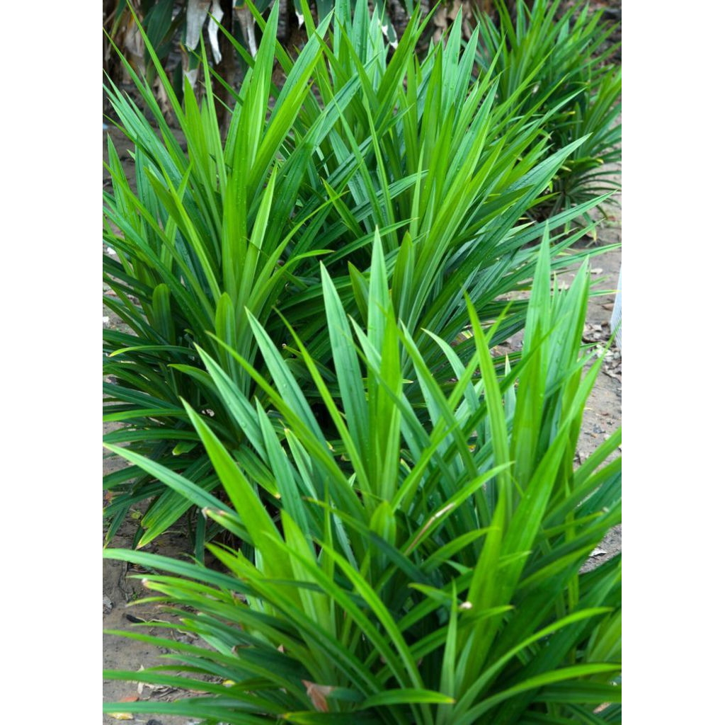 

Daun Pandan Wangi Untk Masakan Nasi Uduk Atau Kolak