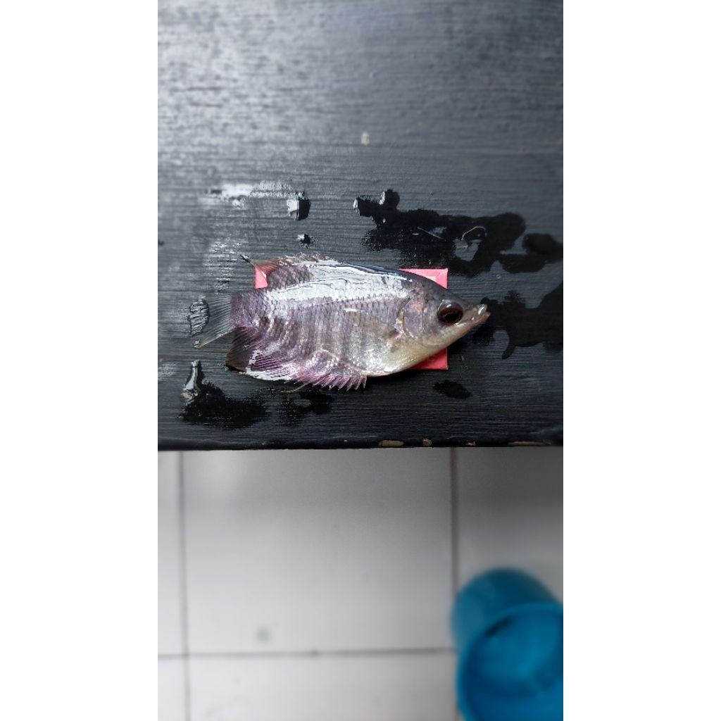 bibit gurame ukuran silet