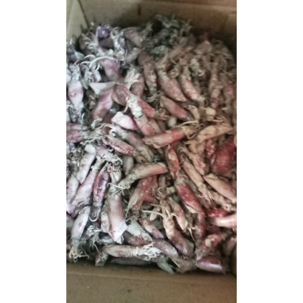 

cumi-cumi asin