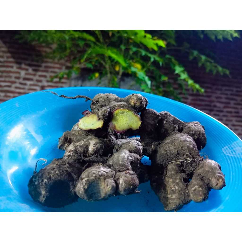 

Jahe Merah Segar FULL TUA