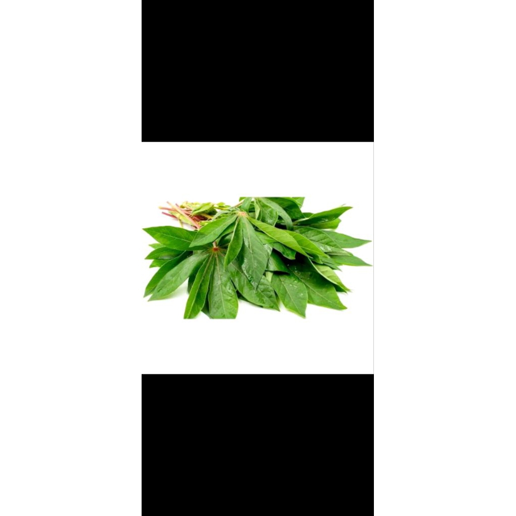 

Daun singkong segar buat lalapan 1 ikat