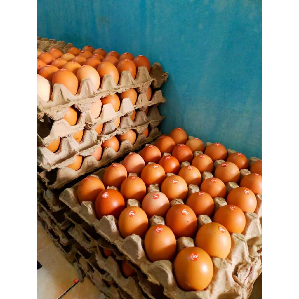 

Telur Ayam OMEGA - Fresh Berkualitas 1 Tray (2kg) isi 30 Butir (Tanpa PO)