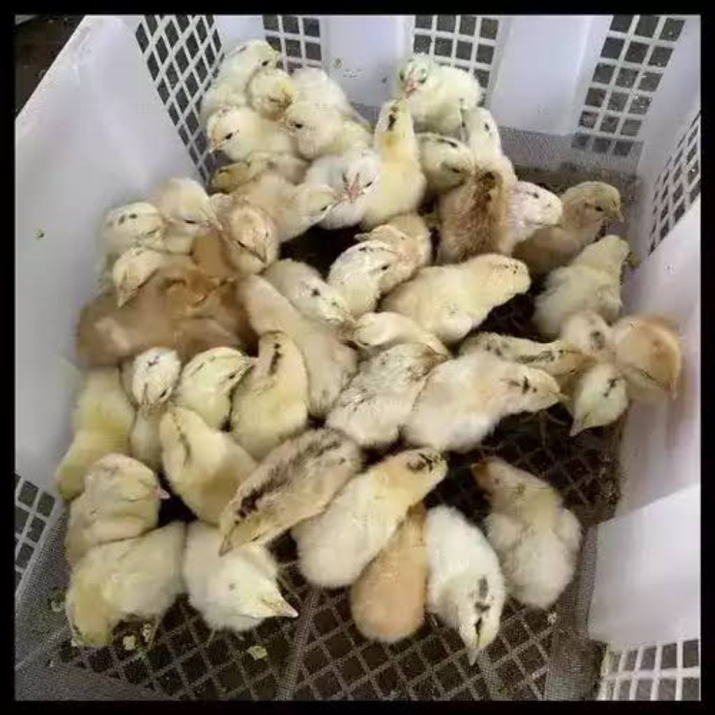 DOC AYAM ELBA PETELUR DI JAMIN ASLI