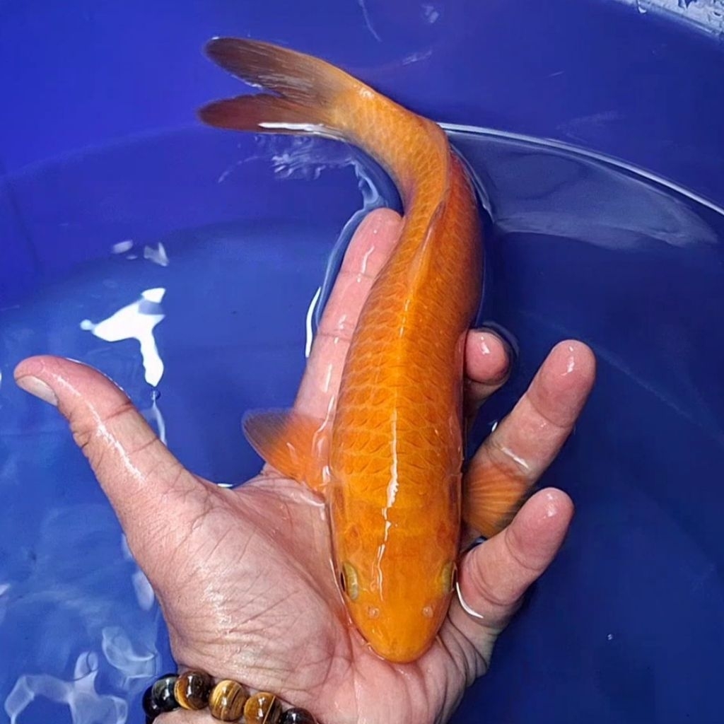 Ikan Koi Blitar Jenis Chagoi / Rumah Koi Jakarta / kode 0017