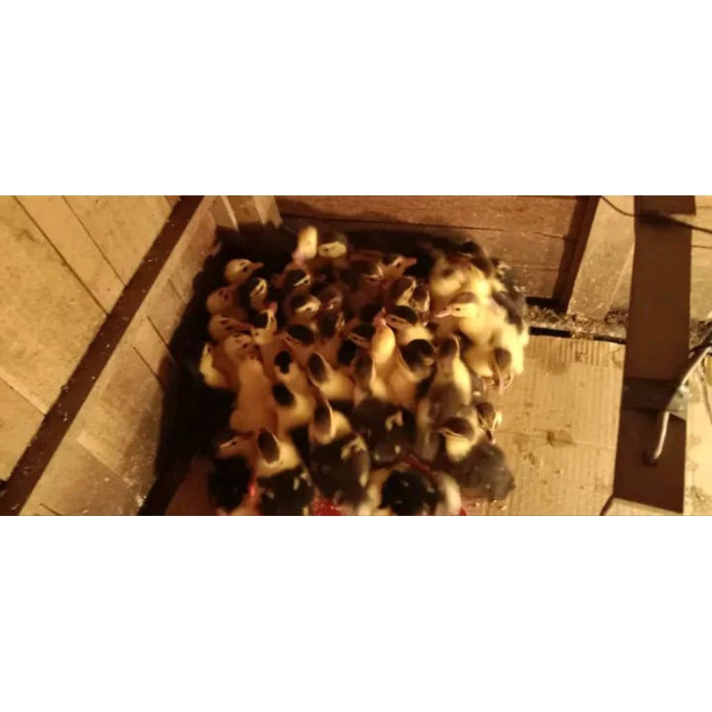 DOE ENTOG MANILA SUPER