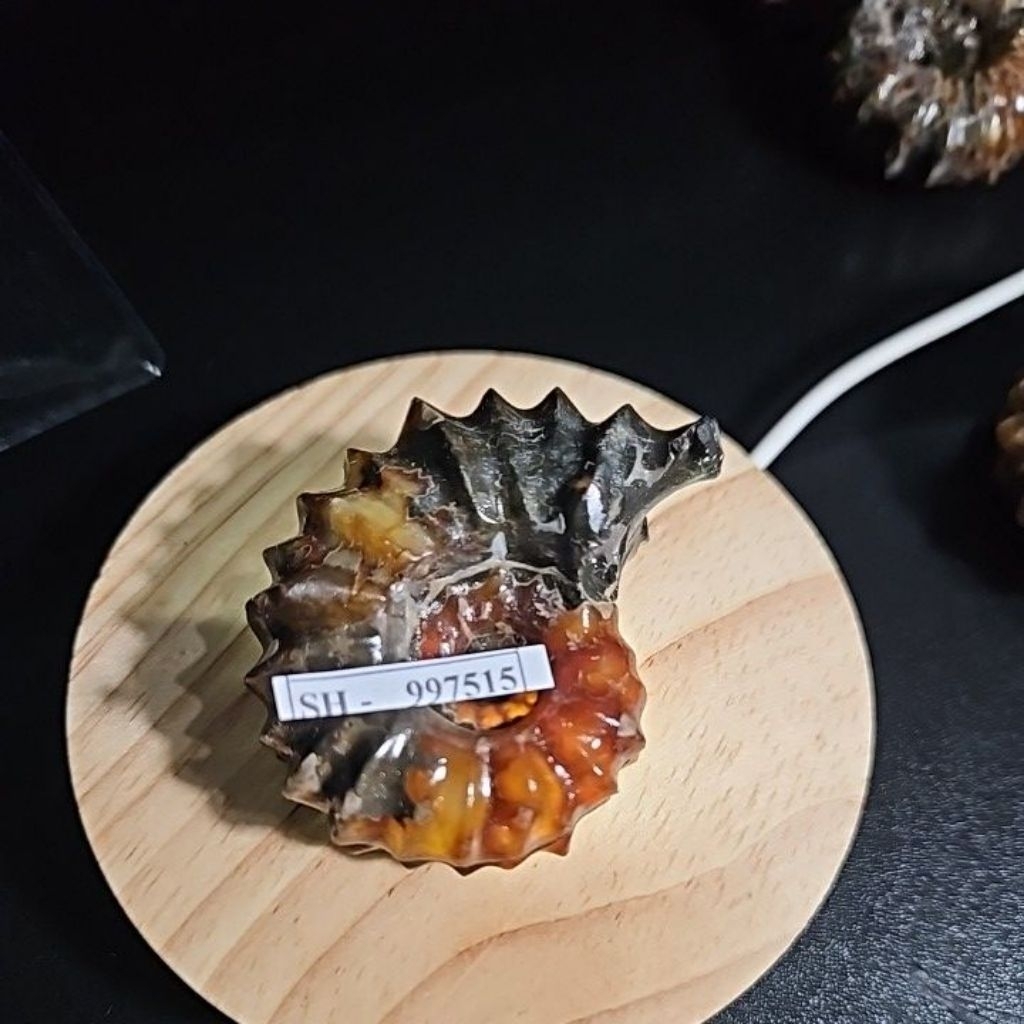 Ammonite Madagascar Rough HQ Asli