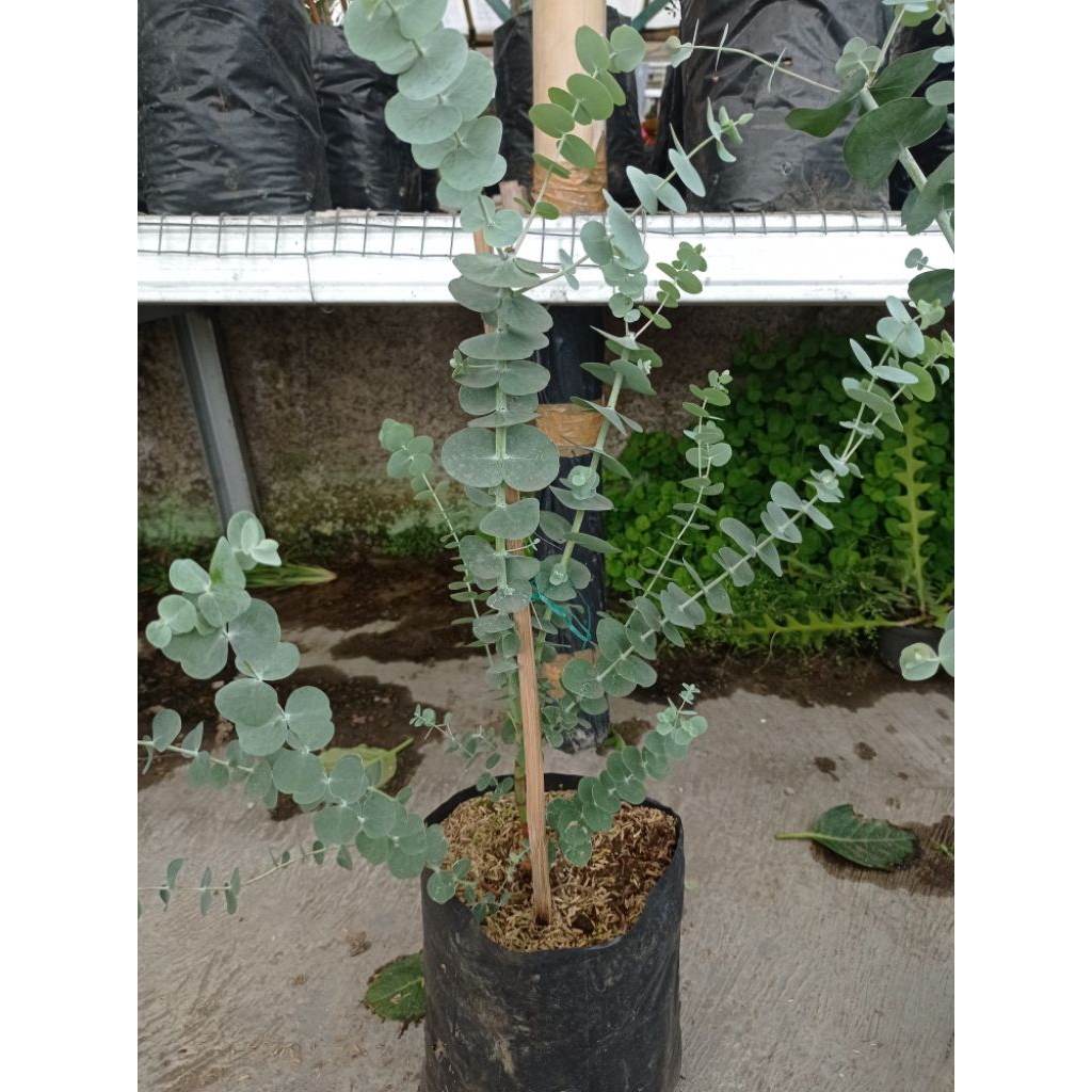 Tanaman Hias Eucalyptus / Silver Dollar Daun Bulat