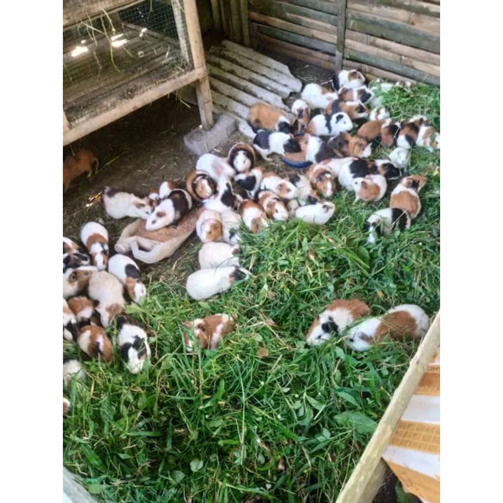MARMUT LOKAL WARNA RANDOM