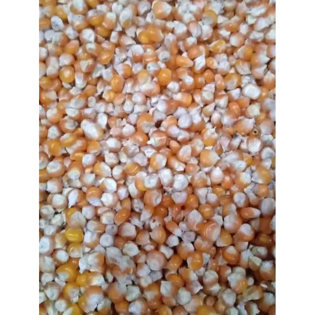 

jagung tanggung kering 1 kg bagus