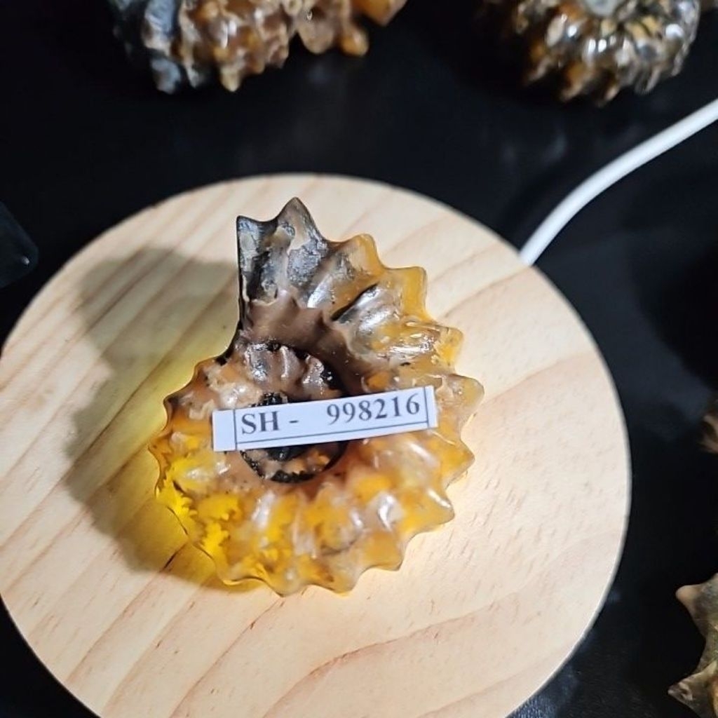 Ammonite Madagascar Rough HQ Asli