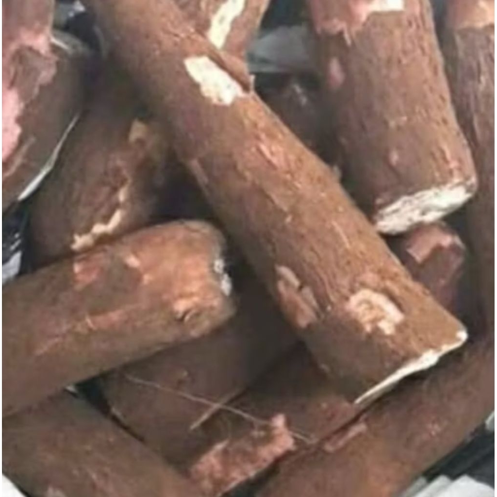 

SINGKONG MENTAH 1KG Hasil kebun