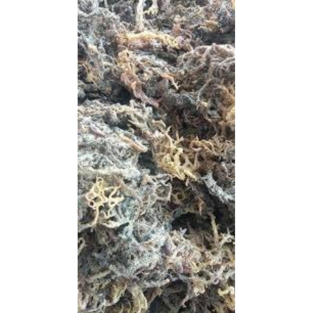 

sango sango kering murah Gracia hasil tambak 1Kg