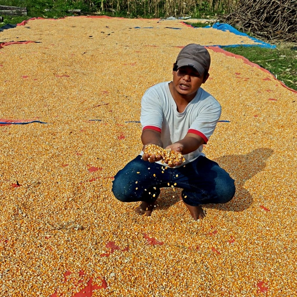 

BIJI JAGUNG KERING 1000 gr