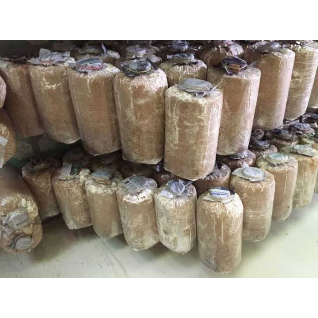 

baglog jamur tiram siap panen