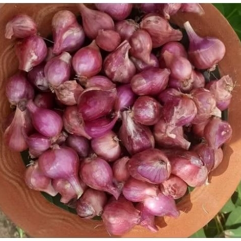 

1kg Bawang Merah Nganjuk Tanggung