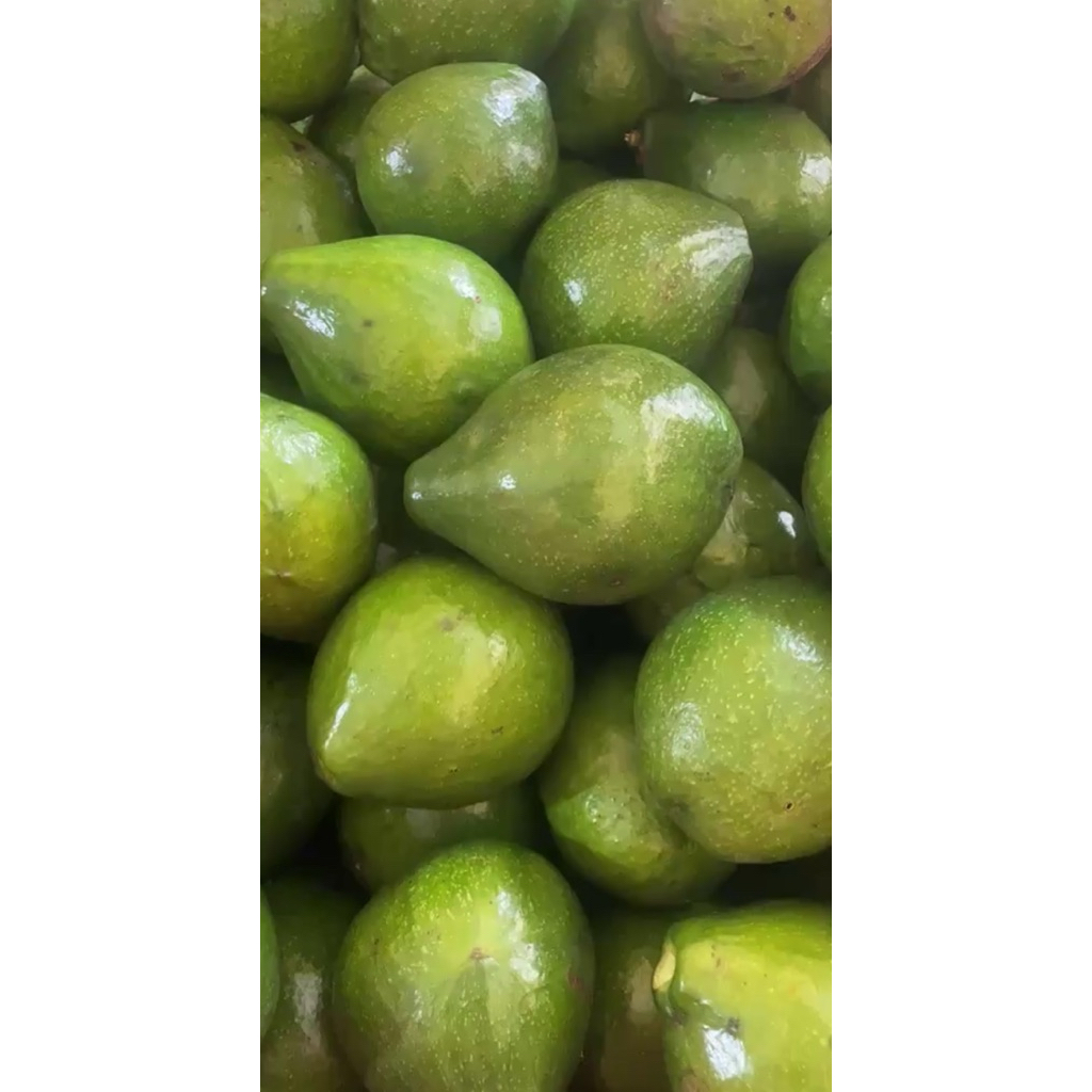 

Alpukat mentega kelud / Grade A / Alpukat Blitar / Alpukat Kelud / isi 3-5