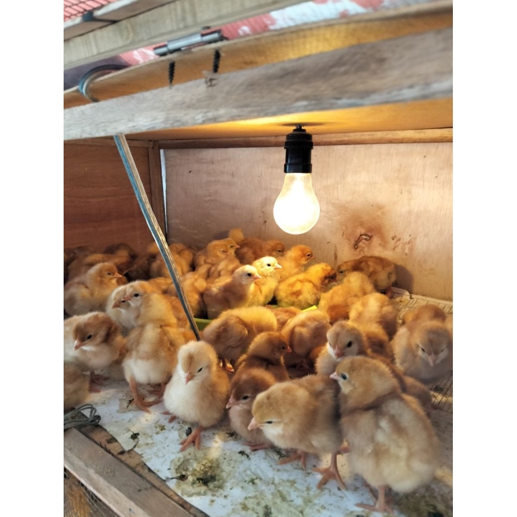 Doc Ayam Petelur, polosan