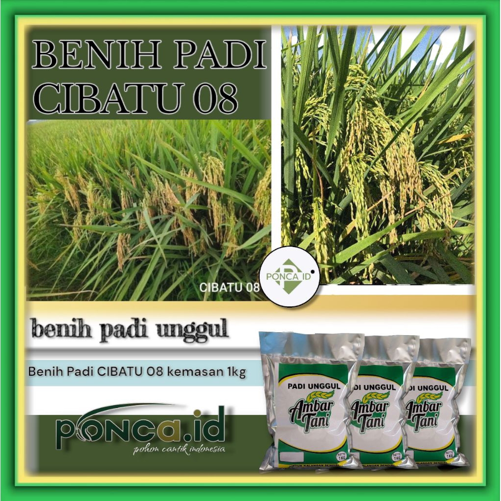 Benih Padi Unggul CIBATU 08 1kg