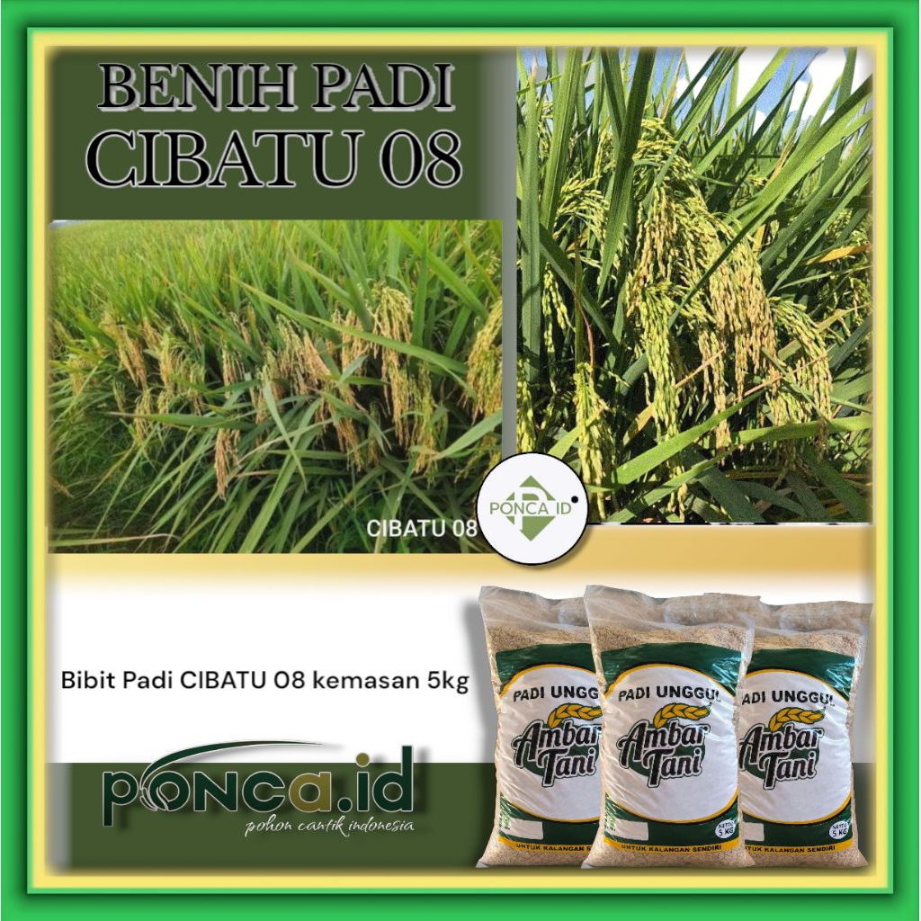 Benih Padi CIBATU 08 5kg BENIH PADI UNGGUL