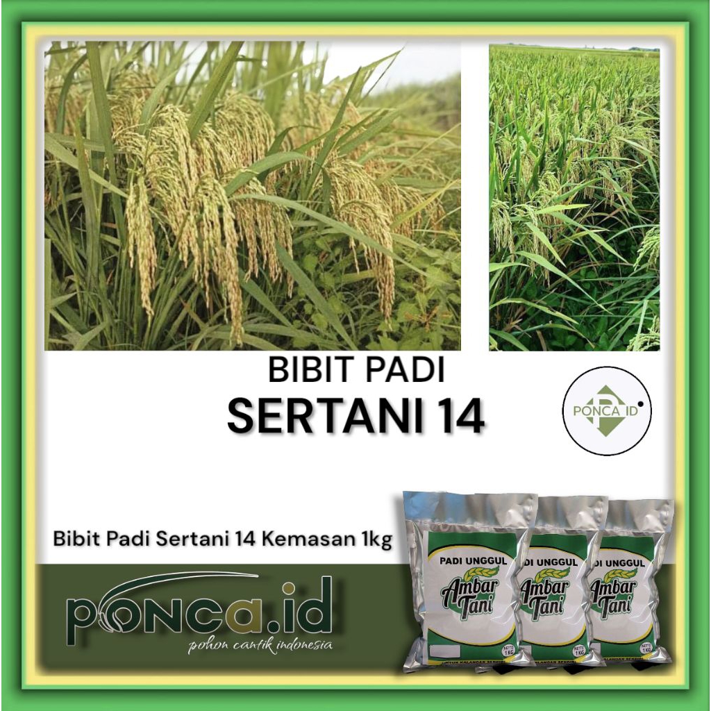 Bibit Padi Sertani 14 original 1kg
