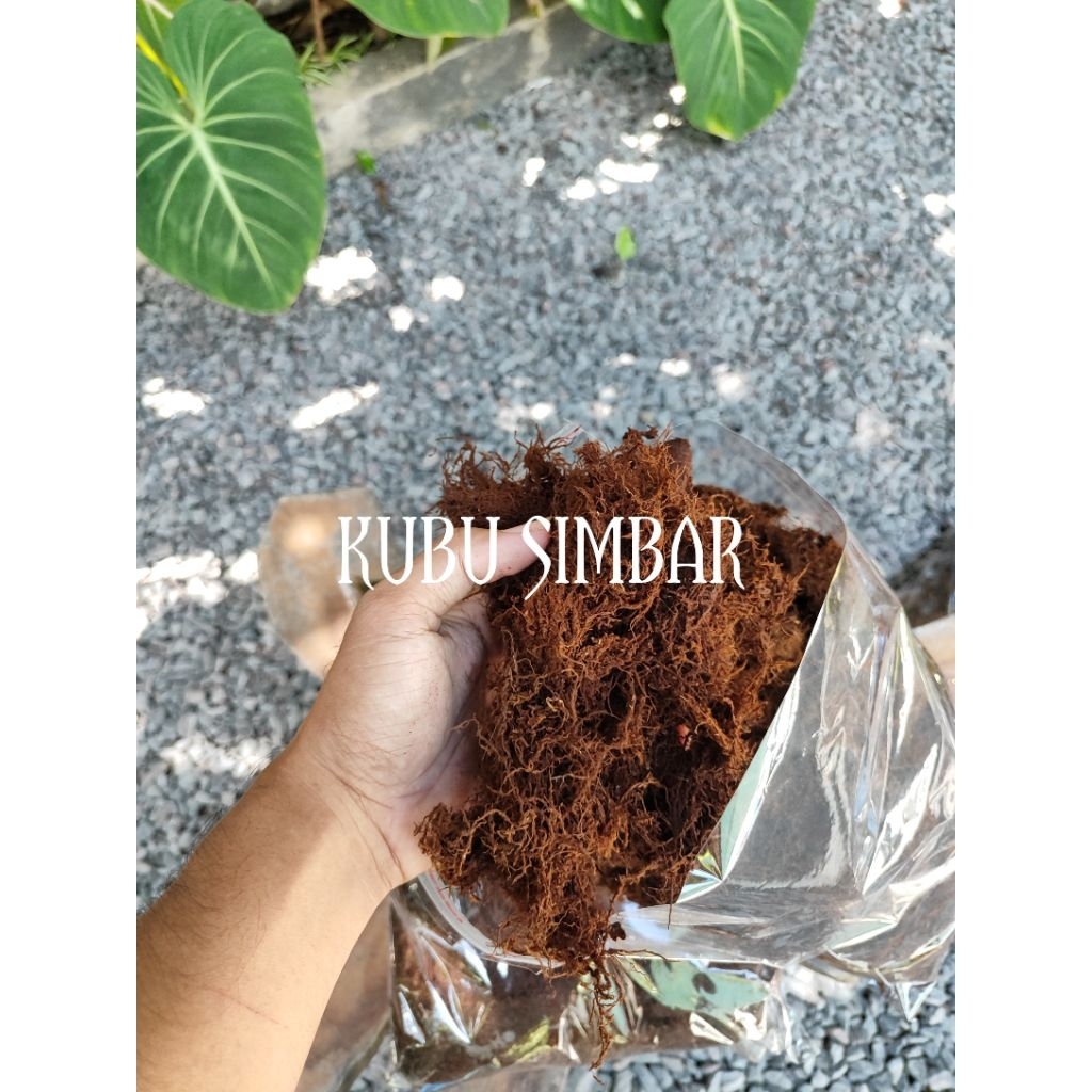 Mos Kadaka/ Mos Hitam/ Media Simbar Platycerium Kemasan Kecil