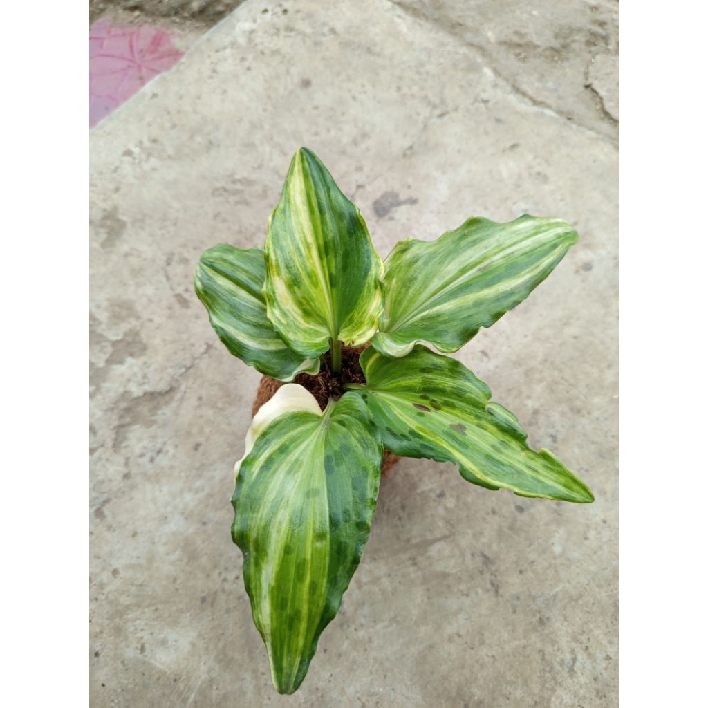 kokedama keladi katak varigata kuning