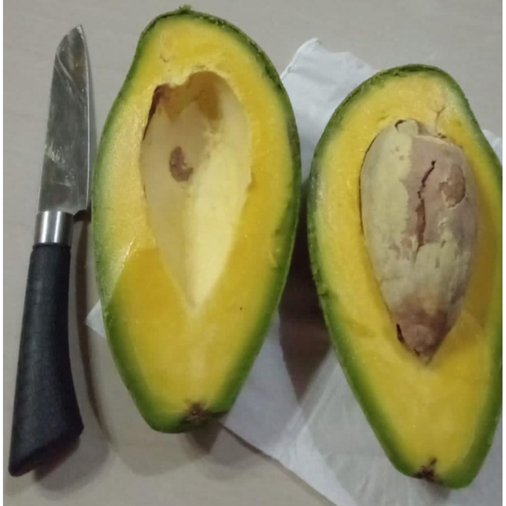 

ALPUKAT MENTEGA 1KG