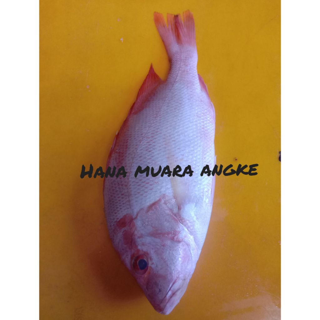 

Ikan Kakap Merah Ftesh