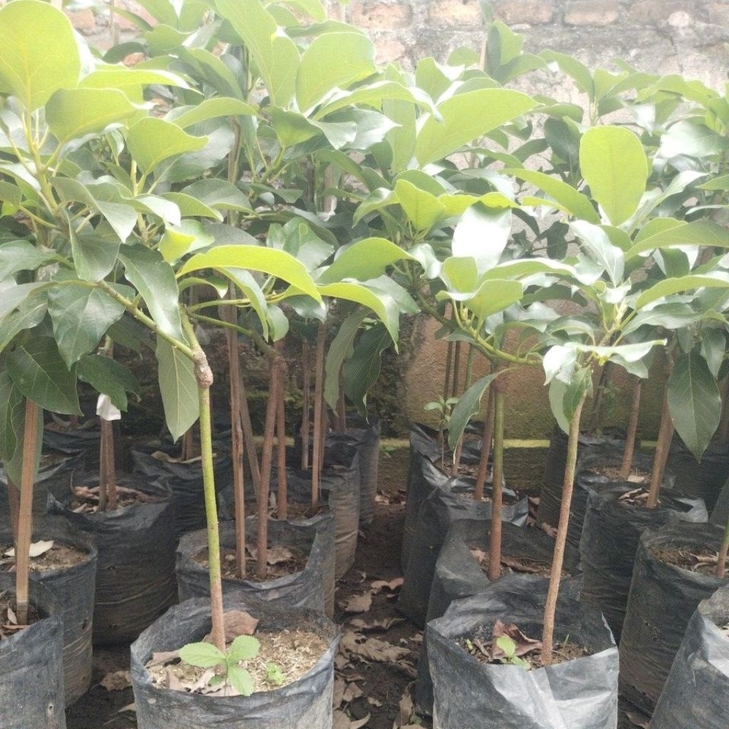 Bibit alpukat Markus jumbo