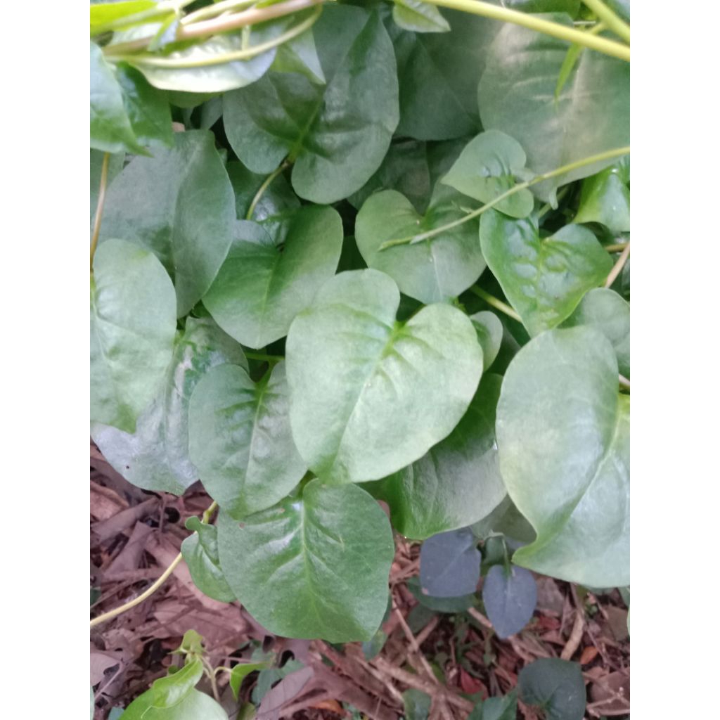 

Daun Binahong hijau fres segar 250 gram