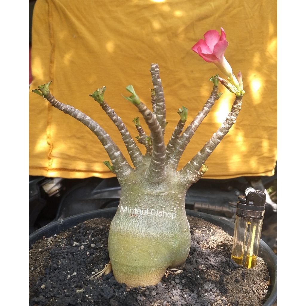 Adenium Arabicum hybrid Godji x RedBreselet