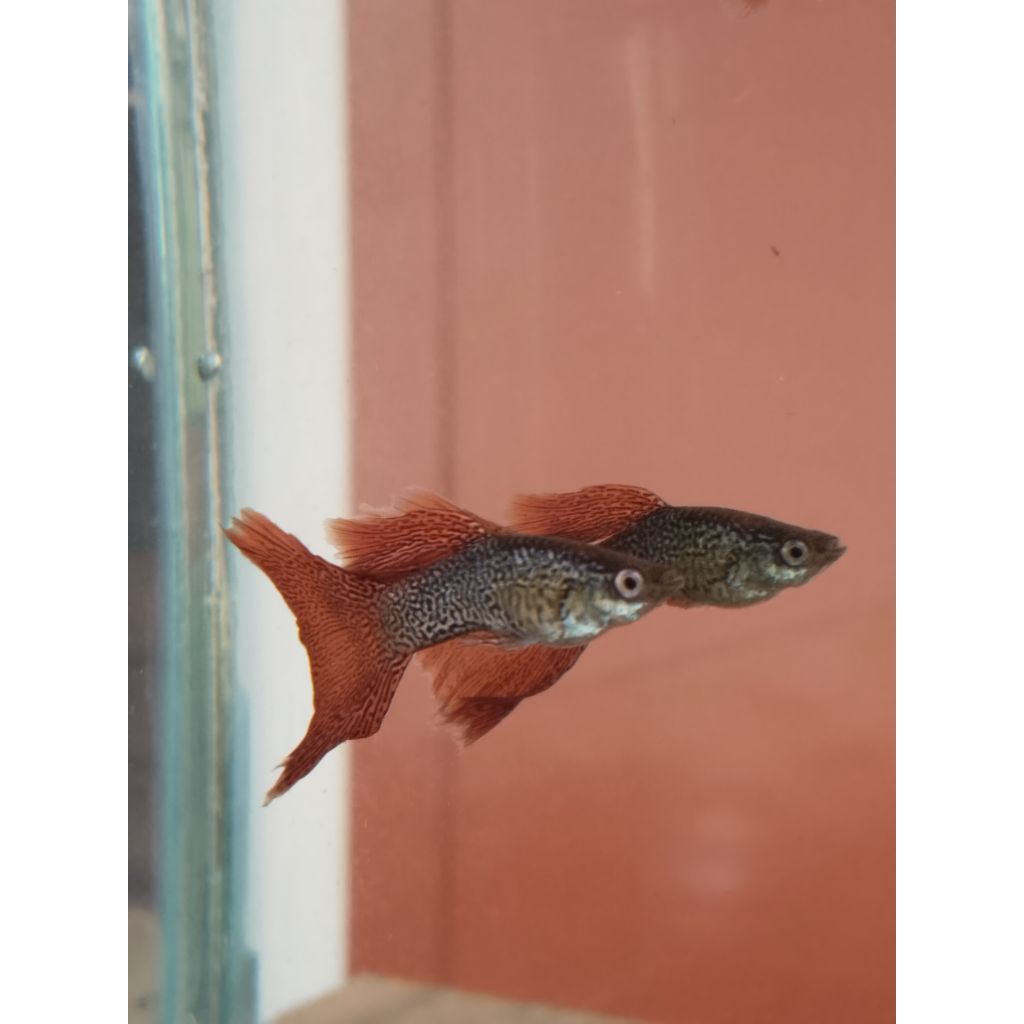 Guppy red lace