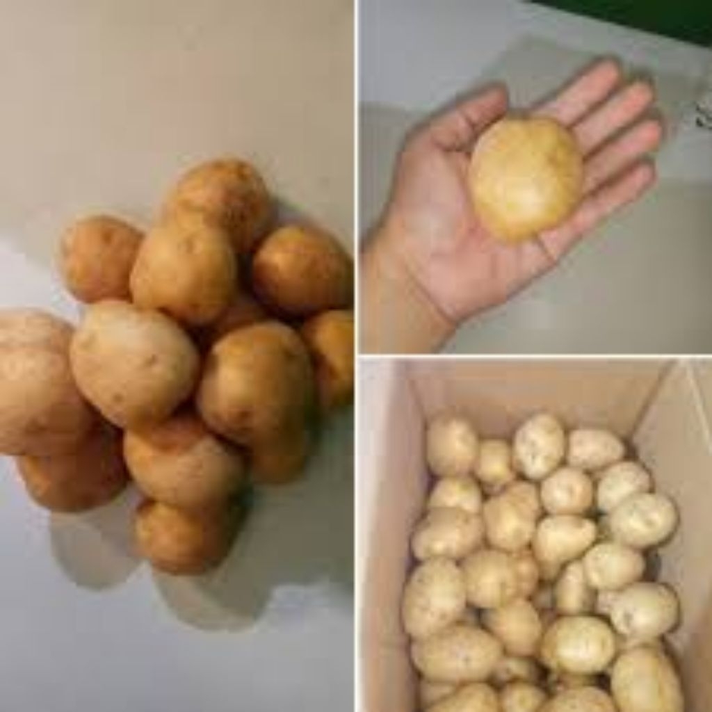 

Terlaris No.1 Kentang Dieng Sedang 500gr isi 10-15 buah