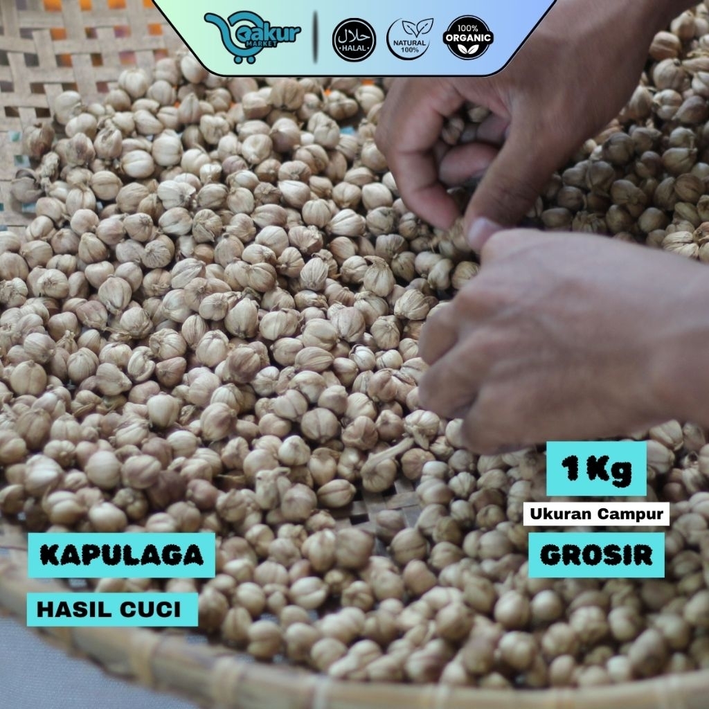 

[GROSIR] 1 kg Kapulaga Utuh Kualitas Ekspor Rempah PremiumHASIL CUCI Panen Baru Wangi Kuat Langsung dari Petani