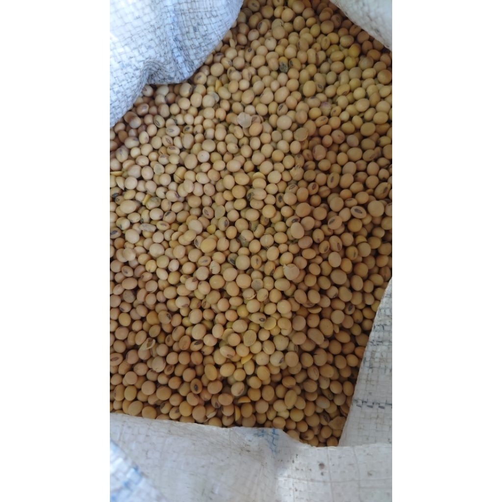 

Kedelai Import Pagoda 1 kg