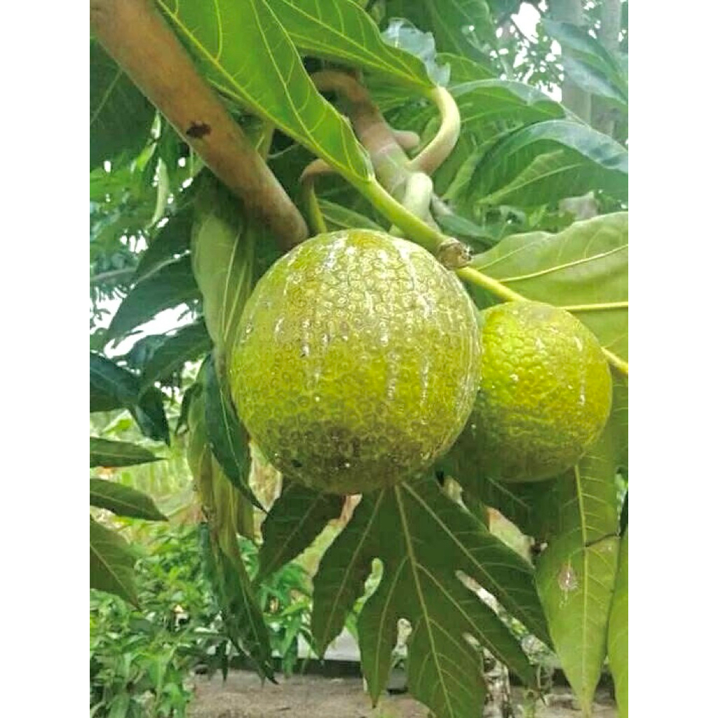 

Buah Sukun PRESH KUALITAS TERBAIK