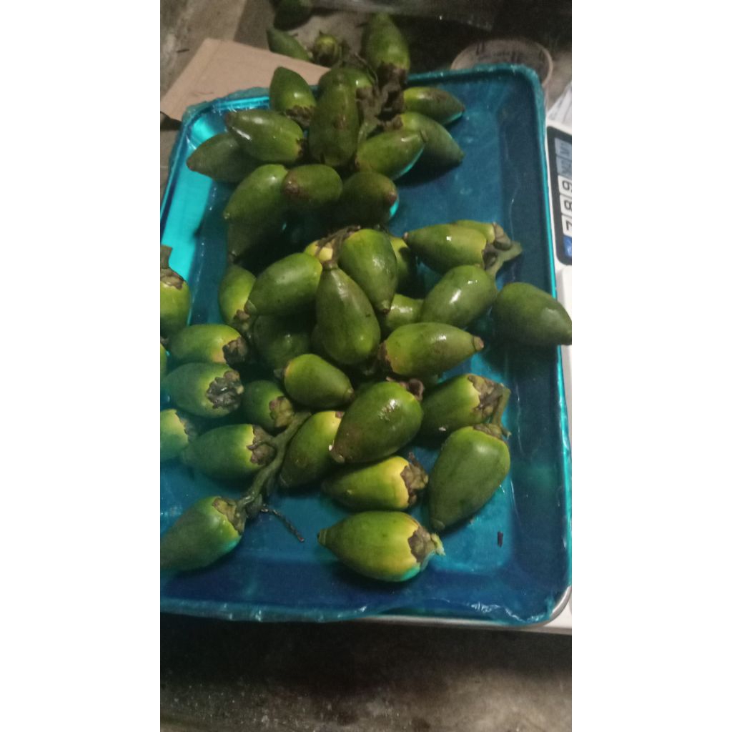 

buah pinang muda segar,kemasan 1 kg