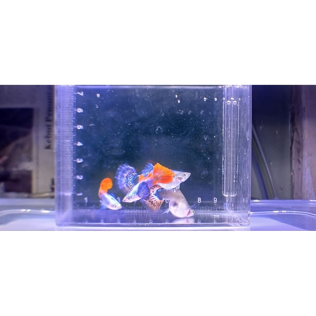 ikan hias aquarium guppy PRTDE indukan