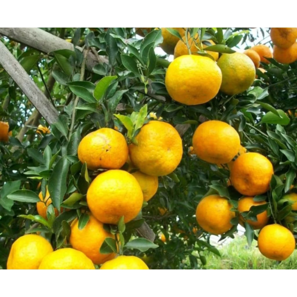 

Jeruk Keprok Madu Fresh Blitar 1 Kg