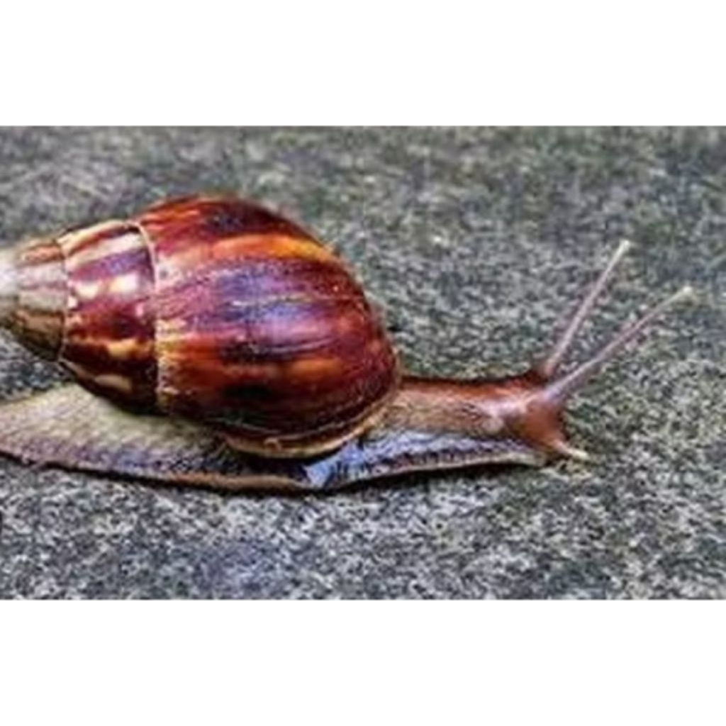 

Bekicot/tenggek 5 pcs