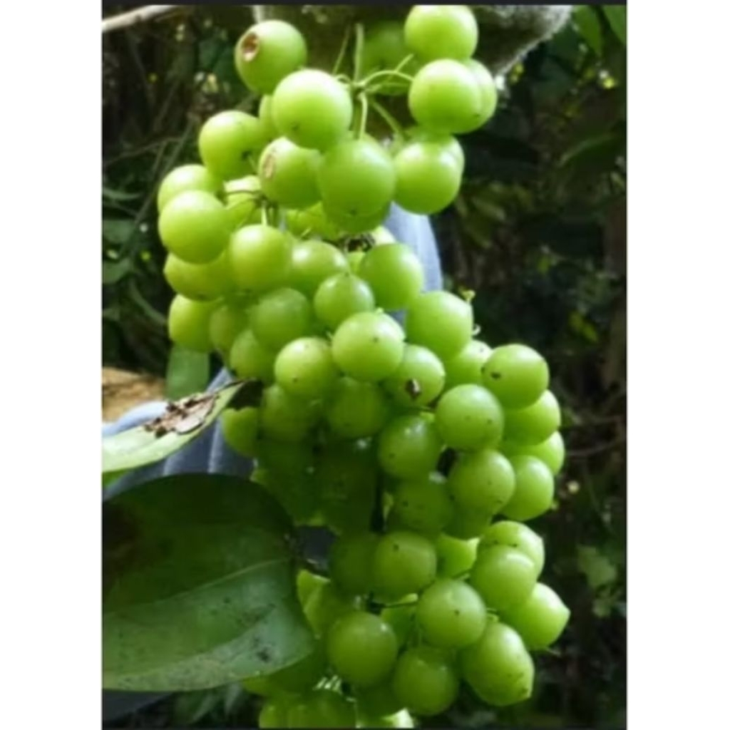 

Anggur hutan/canar 500gram