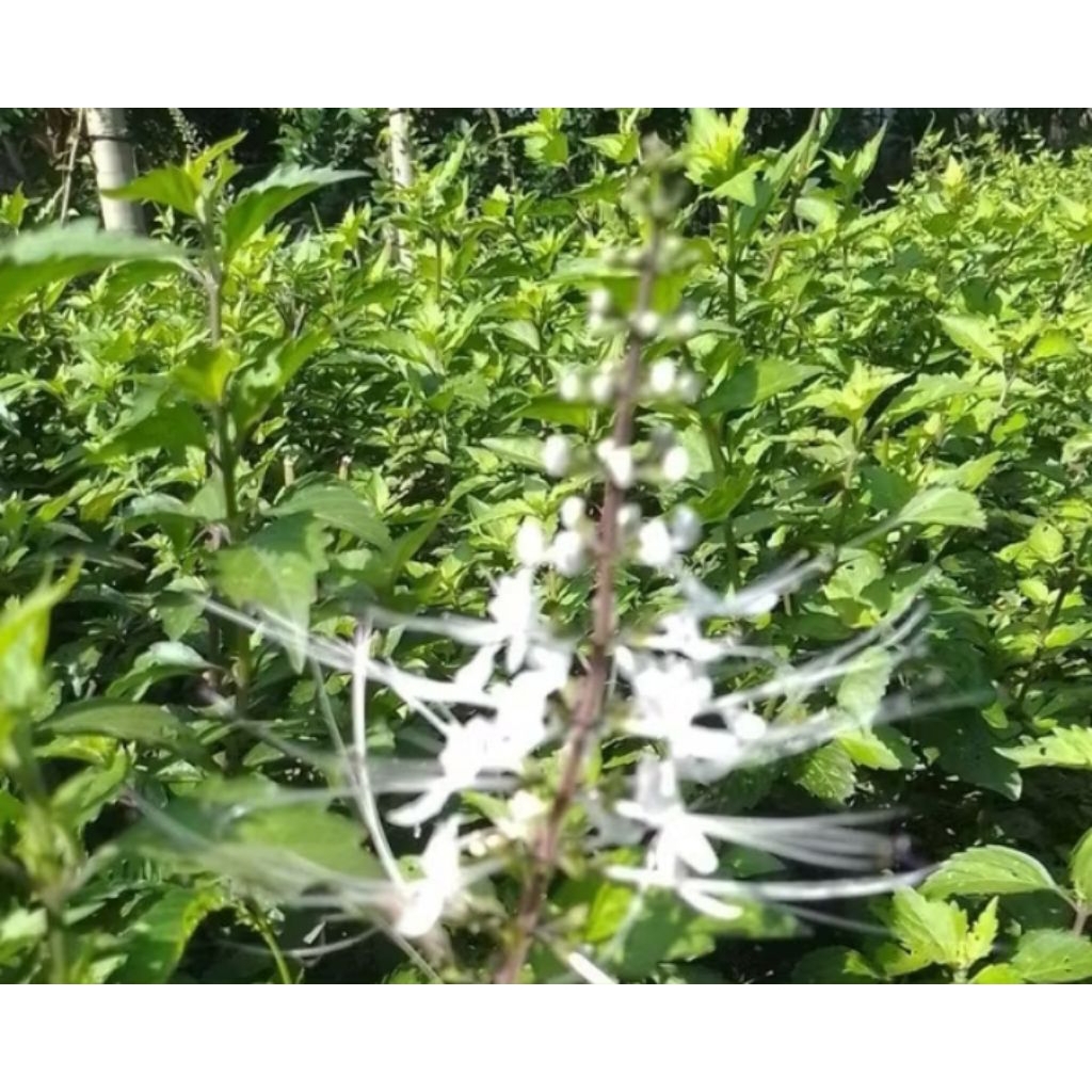 

termurah daun kumis kucing segar 100 gram