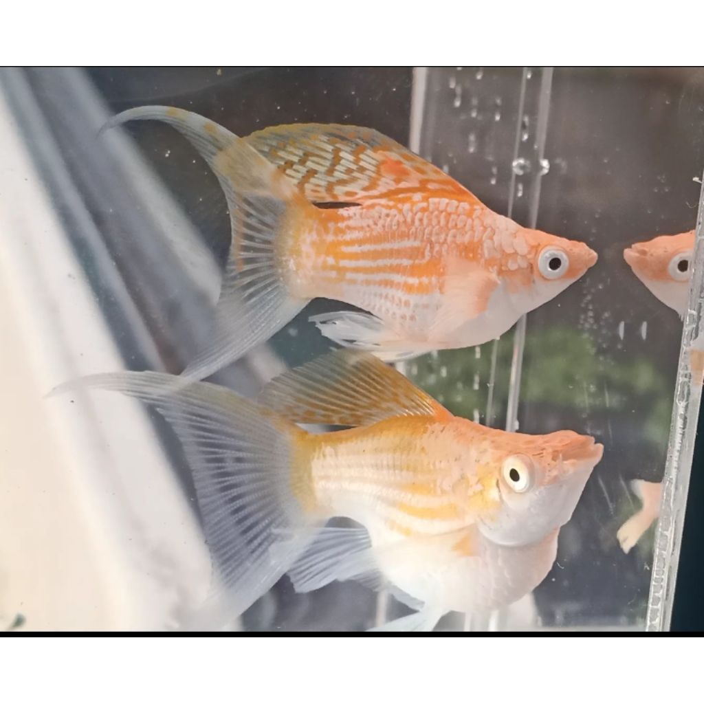 MOLLY MERPATI CAWANG